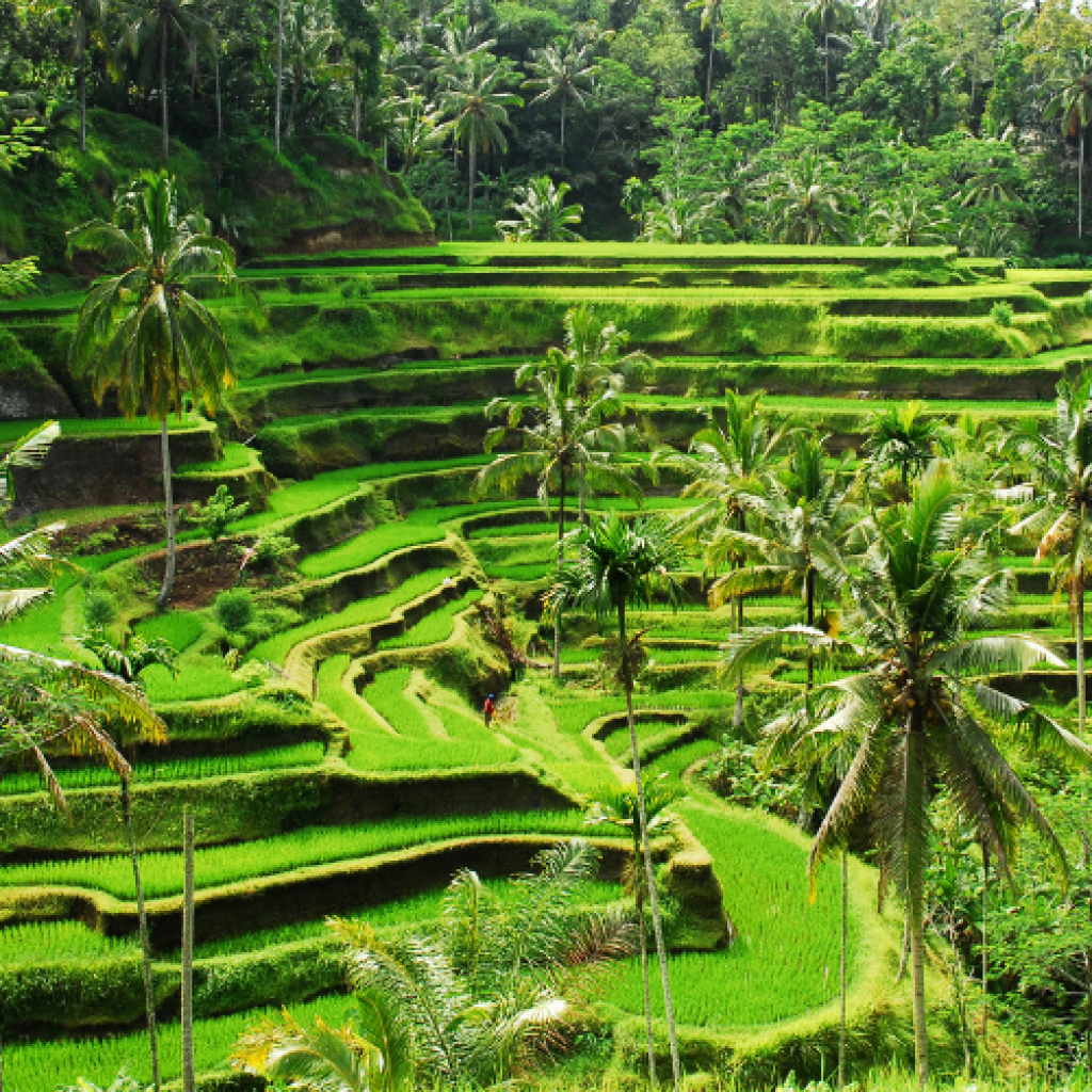 Most Popular Agro Tours Sri Lanka