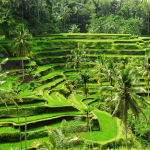 Most Popular Agro Tours Sri Lanka