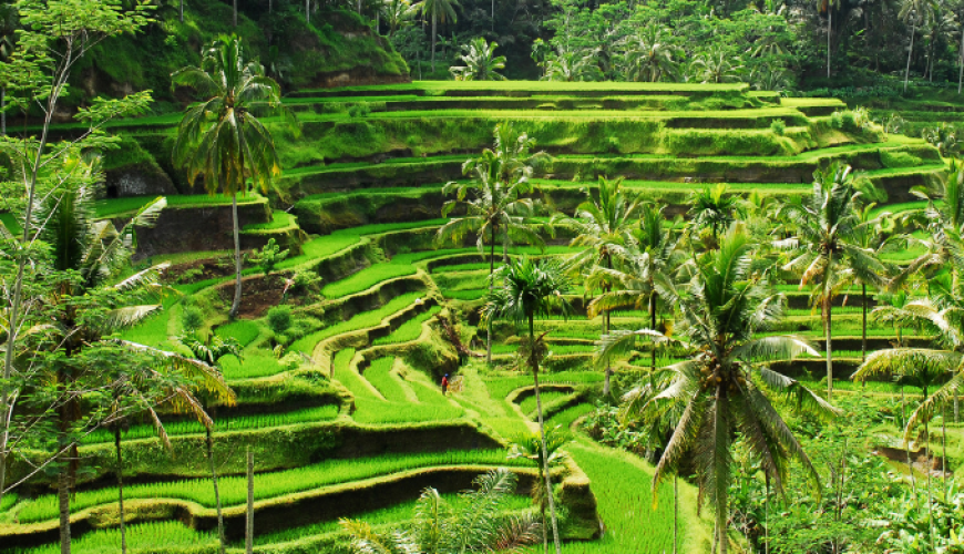 Most Popular Agro Tours Sri Lanka