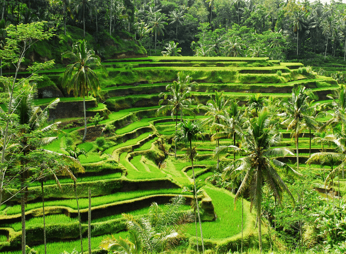Most Popular Agro Tours Sri Lanka