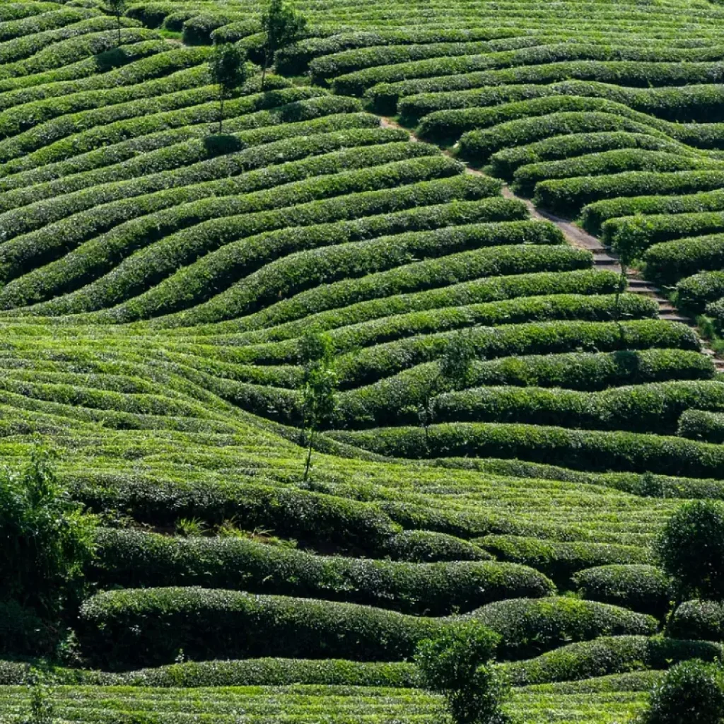 Discover the Enchanting Beauty of Kandy Sri Lanka